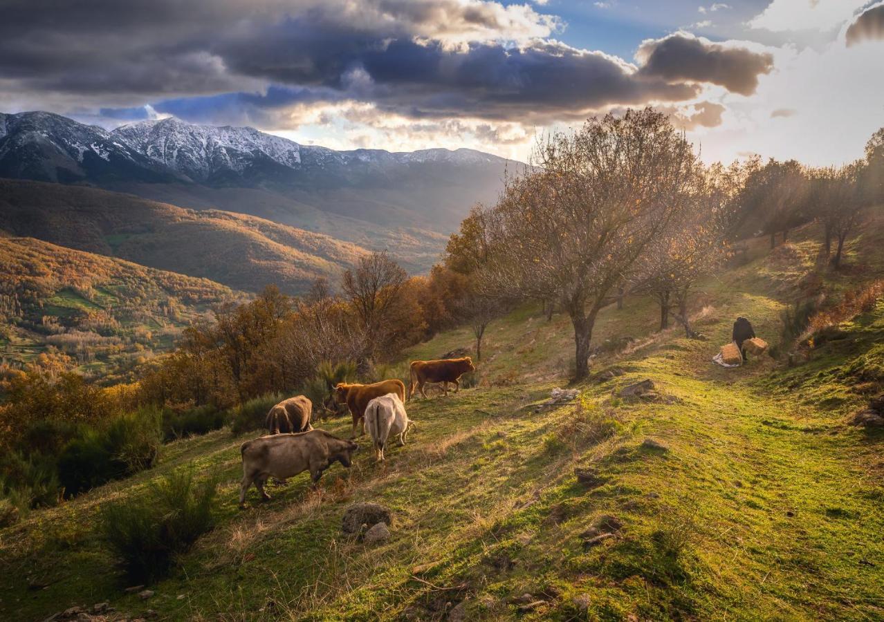 Casas del Monte Casa Rural Arbequina Despierta Tus Sentidos En El Valle Del Ambroz المظهر الخارجي الصورة