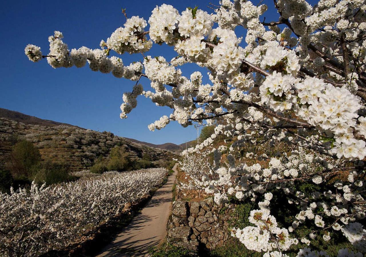 Casas del Monte Casa Rural Arbequina, Refugio De Primavera المظهر الخارجي الصورة